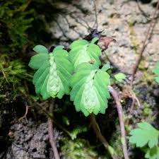 Image result for Elatostema monticola