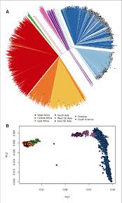 The competition for the oldest trophy in international sport and 2021 america's cup hall of fame induction held at the royal new zealand. Differentiation Between African And Asian Genomes A Download Scientific Diagram