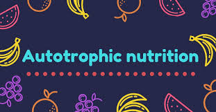 Autotrophic Nutrition Basic Concepts Nutrition Photosynthesis