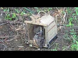 Hutang (= pinjam) kayu ara. Jebakan Burung Puyuh Menggunakan Kandang Jebakan Kuno Youtube