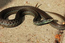 Image result for Lotononis serpentinicola