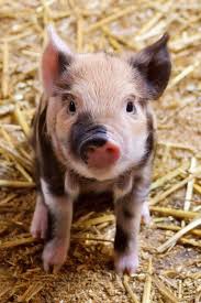 My Boyfriend And I Want To Get A Pig And Name Him Kevin Like Kevin Bacon Cute Animals Cute Baby Animals Cute Pigs