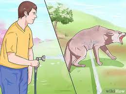 Jun 28, 2019 · here are some things you can do to protect your dogs, cats, and family members from a coyote attack: How To Keep Coyotes Away From Campsites Or Homesteads 8 Steps