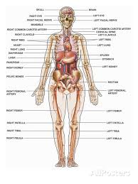 Human Body Labeled Inside The Human Body Labeled Anatomy