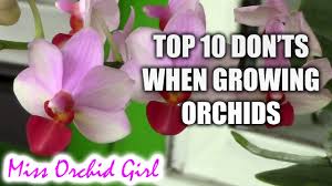 Planting and caring for orchids can be tricky though because they are very different from most other houseplants. Top 10 Don Ts When Growing Orchids Tips For Orchid Beginners Youtube
