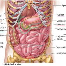 Gallbladder pain is below the ribs on the upper right side of the abdomen. Human Stomach Anatomy Diagram Human Anatomy Body Picture Human Body Anatomy Human Anatomy Picture Body Anatomy