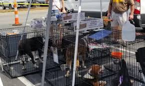 By friday afternoon, all small dogs had been the event continues saturday and sunday from 10 a.m. Recap Adoption Event Sept 8th Petsmart In Raleigh Fine Whines And Lickers