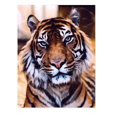 Stunning Tiger Animal Realism Close Up Postcard Zazzle Com In 2021 Animal Photography Unique Animals Pet Tiger