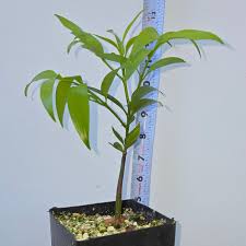 Image result for Nageia nagi