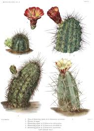 Image result for Cactaceae