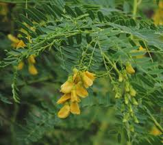 Image result for Sesbania brevipedunculata