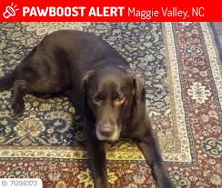 FINDING MY WAY HOME(HAYWOOD COUNTY)