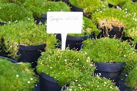 Irish moss is a wonderful ground cover how to propagate with sphagnum moss. Irish Moss Sagina Subulata Care And Growing Guide