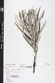 Image result for Echinops longifolius