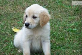 Training your puppy is one of the best things you can do with them. Meet Mazie A Cute Golden Retriever Puppy For Sale For 775 Mazie Akc Female Golden Retriever Golden Retriever Golden Retrievers For Sale