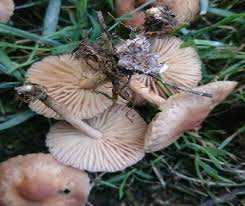 Wild Irish Mushrooms Ballyhoura Mountain Mushrooms