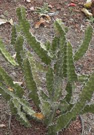 Image result for Euphorbia griseola