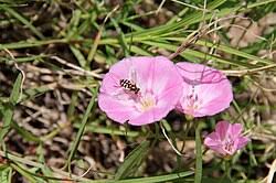 Image result for Convolvulus arvensis