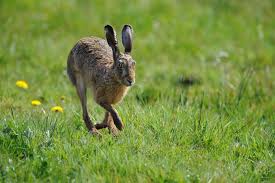 Weitere ideen zu kaninchengehege, meerschweinchen, kaninchen. Deutlicher Aufwartstrend Beim Feldhasen In Rheinland Pfalz Landesjagdverband Rheinland Pfalz E V