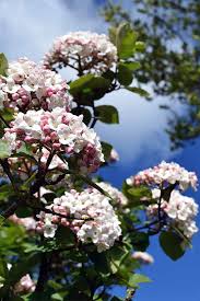 For intense fragrance, grow this jasmine. 19 Fragrant Flower And Shrub Favorites Gardener S Path