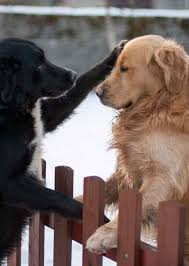 Social Pet Network Coolpetz Pet Cat And Dog Cute Animals Goruntuler Ile Komik Hayvanlar