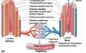 Pin On Medical Education