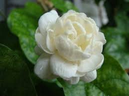 Jasmine Flower Flowers For Flower Lovers Jasmine Flowers Jasmine Flower Chameli Flower Flowers