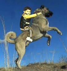 Turkis Kangal Kopek Hund Hunde Tiere