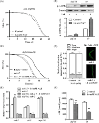 Lifespan Extension Effects Of Nat In C Elegans Involve The Ampk Download Scientific Diagram