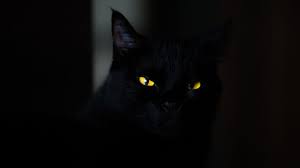See more black wallpaper, amazing black wallpapers, black victorian wallpaper, black pink wallpaper, black floral wallpaper, black dinosaur looking for the best black wallpaper? Wallpapers Black 327 Images