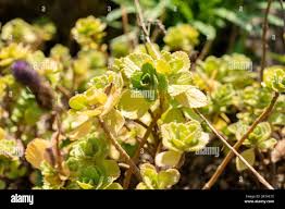 Image result for Coleus caninus