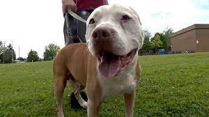 Search 44 animal jobs now available in brossard, qc on indeed.com, the world's largest job site. Brossard To Ban Pit Bulls And Aggressive Dog Breeds Ctv News