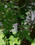 Image result for Commiphora fulvotomentosa