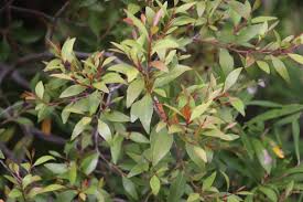 Image result for Maytenus