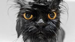 ‪Why do cats hate water? | Live Science‬‏