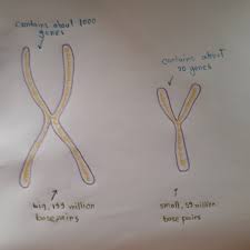 Chromosomes x and y do not make up a fully homologous pair. Sex Linked Traits Definition Examples Expii