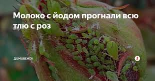 как избавиться от тли на смородине во время цветения Poyavlenie Tli Na Rozah Eto Nastoyashaya Beda Dlya Lyubitelej Cvetov Rastenie Uvyadaet Listya Skruchivayutsya A Prekrasnye But Sadovye Vrediteli Rozy Ovoshnye Gryadki