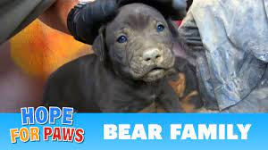 Paw paws pet rescue does not discriminate by breed. Rescue At 122 Degrees Took Two Days To Accomplish Youtube