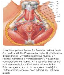 Here are the best kegel exercise videos picked up for you to reap their benefits if practiced regularly. View Image