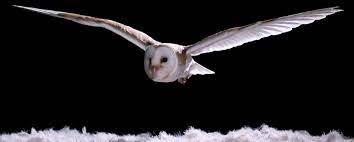 We did not find results for: Bagaimana Burung Hantu Dapat Terbang Tanpa Suara