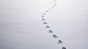 Wer sich ein wenig zeit nimmt, kann die kunst des fährtenlesens erlernen und ein faszinierendes naturphänomen entdecken. Lowenzahn Tierspuren Im Schnee Zdftivi