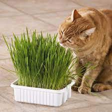 Whisker City Grass Plus Tub Cat Grass Catnip Grass Petsmart Cat Grass Organic Vegetable Seeds Wheat Grass Seeds