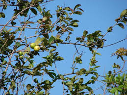Names of guava in various languages of the world are also given. Guava Psidium Guajava Feedipedia