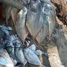 Selain daftar ikan yang telah disebutkan di atas, ada masih banyak jenis ikan laut dangkal yang terkenal di luar negeri dan menjadi favorit pemancing sana. Macam Macam Ikan Laut Segar Shopee Indonesia