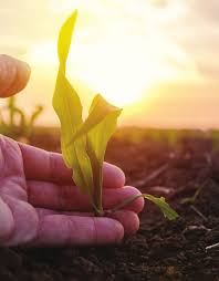 2018 AFBFA Annual Report_Layout 1