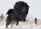 Tibetan Mastiff - Wikipedia