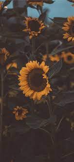 Enjoy and share your favorite beautiful hd wallpapers and background images. Best Flower Iphone 11 Hd Wallpapers Ilikewallpaper