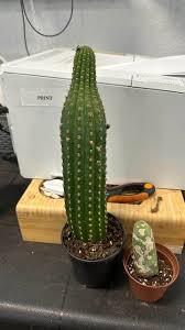 4" Cactus San Pedro