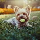 The Best Small Dog Breeds - The Spruce Pets