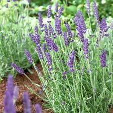 Lavender, Vera Herb